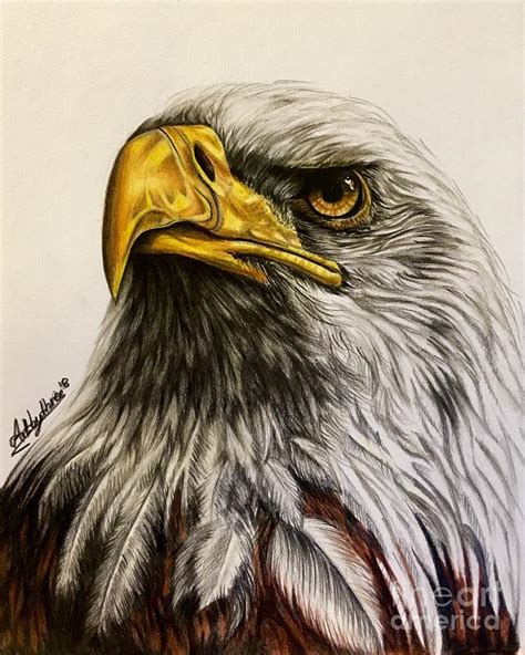 Bald Eagle Drawing By Art By Three Sarah Rebekah Rachel White Fine