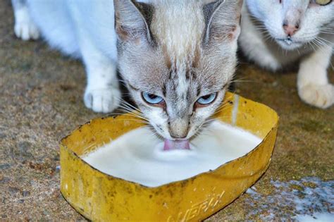 Cats are obligate carnivores, which means that they need meat to live. What can cats eat? • The Pets KB