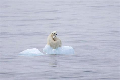 Polar Bears On Ice A Zoo Mans Musings