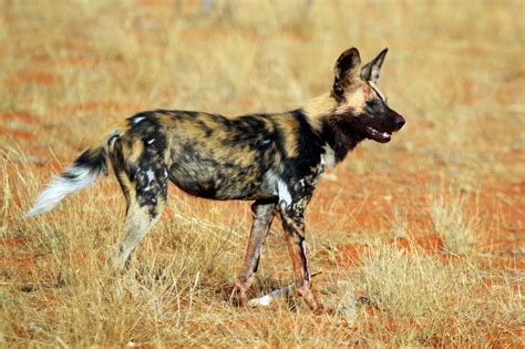 Photo Of African Wild Dog Lycaon Pictus Pictus