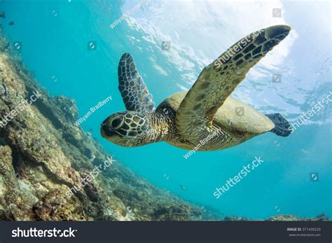 Green Turtle Floating Underwater Hawaiian Sea Stock Photo