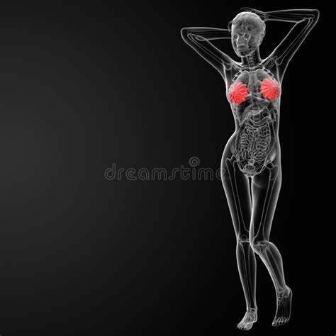 3d übertragen Weiblichen Nierenanatomieröntgenstrahl Stock Abbildung Illustration Von Urin