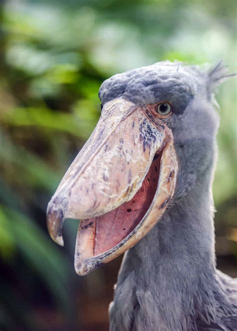 Hässliche Vögel Die 11 Hässlichsten Vögel Der Welt Bilder Videos