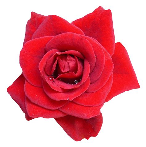 Red Rose Png Image Pngpix Images And Photos Finder