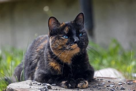 9 Interesting Facts About Tortoiseshell Cats Catastic