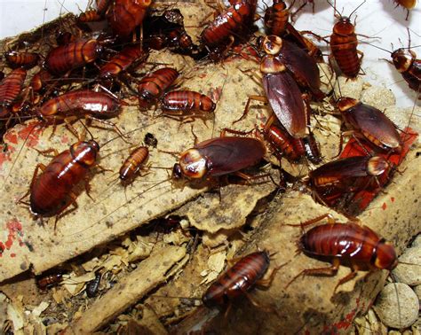 Cockroach Control Service To Extirpate House Infesting Roaches