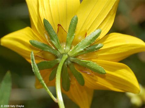 Bidens Trichosperma Crowned Beggarticks Minnesota Wildflowers