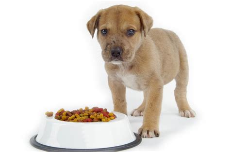Quali ricette preparare al gatto? Dieta casalinga per cani - Casa del Cane e del Gatto