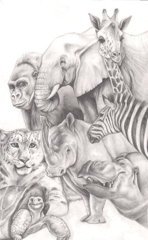 Animal Drawings Pencil Drawings