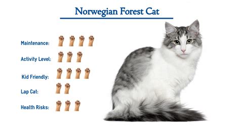 Norwegian Forest Cat Everything You Need To Know At A Glance