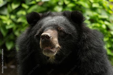 Close Up Headshot Tibetan Black Bear Foto De Stock Adobe Stock