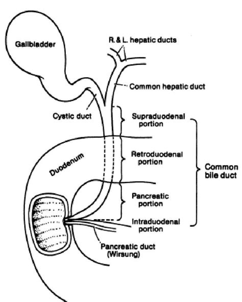 Anatomy Of The Extrahepatic Bile Duct Drawing Shows The Liver Right