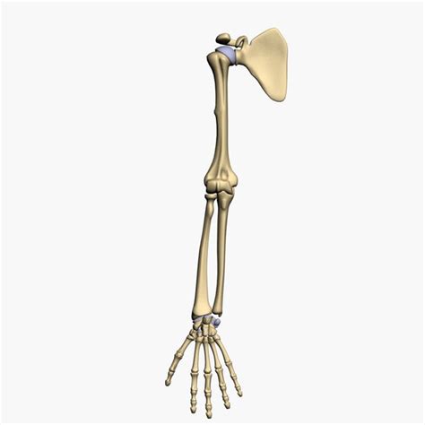 In human anatomy, the arm is the part of the upper limb between the glenohumeral joint (shoulder joint) and the elbow joint. 3d model bones human arm anatomy