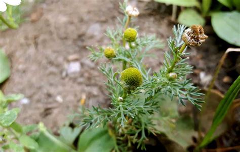 Pineapple Weed Foraging For Culinary And Medicinal Use Britishlocalfood