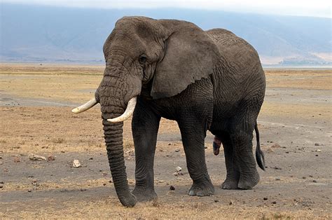 Elefantes Africanos Upalich