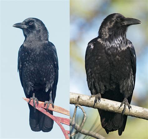 Ravens And Crows Whos Who Birdnote