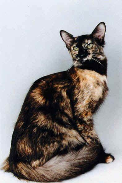 Black Tortie Pretty Cats Gorgeous Cats Beautiful Cats