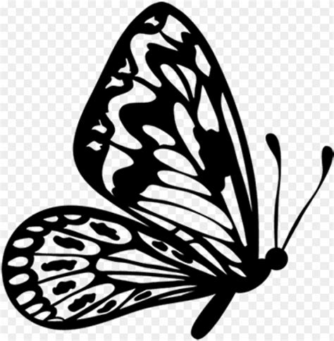 Black Outline Clipart Of Butterfly 10 Free Cliparts Download Images