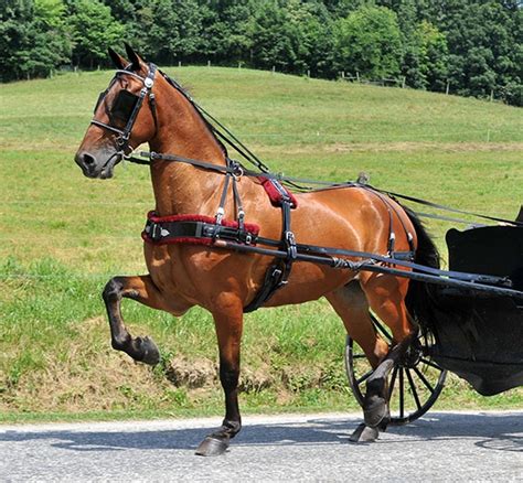 Fairview Ez Entry Horse Cart Working Horse Tack