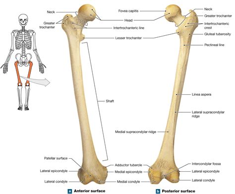 Lower Extremity Bones Anatomy Anatomy Lower Bones Limb Knee Leg Femur Diagram Human Patella