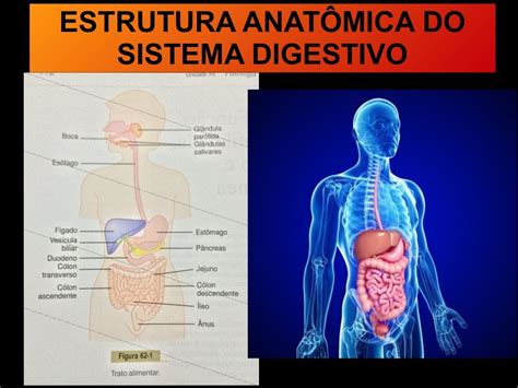 Devem Sofrer Digestão Para Poderem Ser Absorvidos
