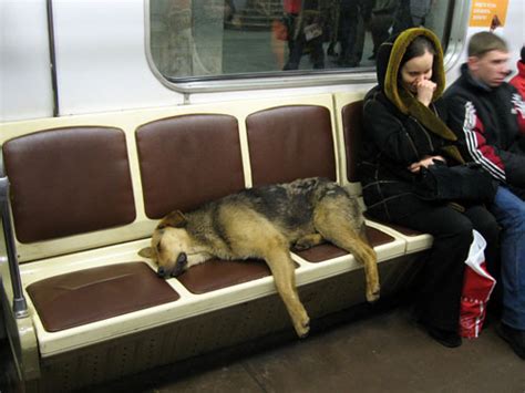Russian Subway Dogs El Juego De Los Perricos Vagabundos Anaitgames