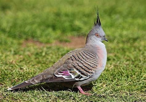 Crested Pigeon Ocyphaps Lophotes Is Only One Of The Two Upright