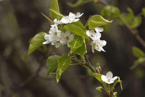 More Bradford Pear Blossoms Anne Davis 773 Flickr