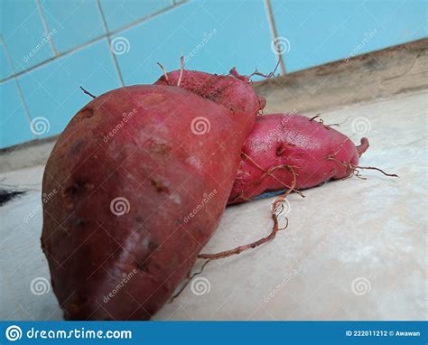 Purple Sweet Potato From Indonesia Stock Photo Image Of Purple