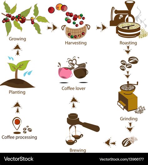 Coffee Processing Step Step Royalty Free Vector Image