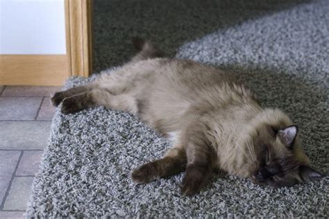 Cat colds typically last from one to four weeks depending on how quickly they're diagnosed and treated. Home Remedies for My Cat With a Cold | Cat remedies, Cat ...