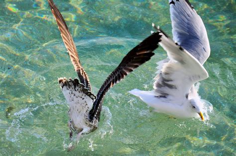 Безплатна снимка птица крило морски птици дивата природа чайка