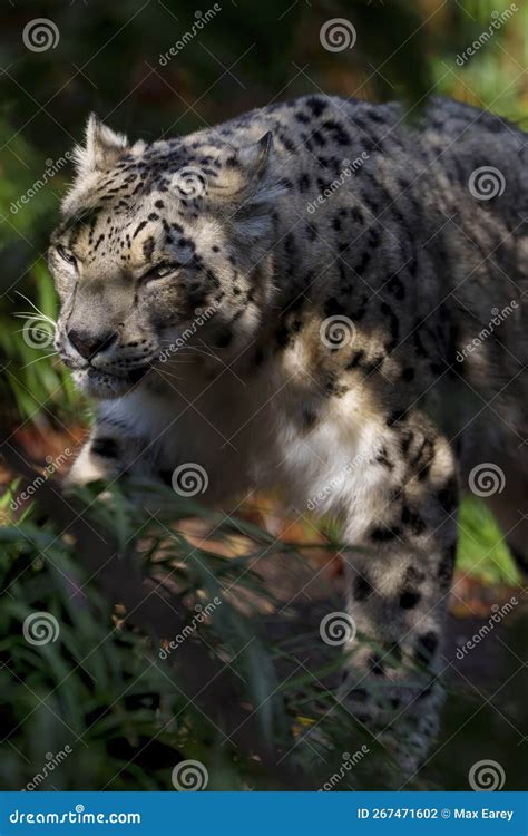 Snow Leopard Central Park Zoo New York City Usa Stock Photo Image