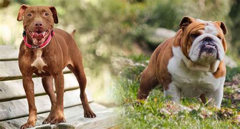 Bulldog Inglés Pitbull Mix Podría Ser Una Mascota Feliz Y Saludable