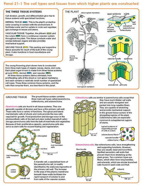 Type of vascular tissue in a plant that transports. أحيـ نبات ـاء: المحاضرة السادســـــــــــــــــــــة ...