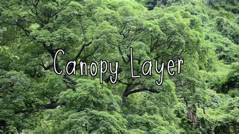 Ground layer, shrub layer, under canopy, main canopy, emergents. What are the layers of the rainforest? - YouTube