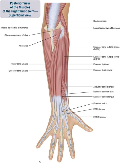 7 Muscles Of The Forearm And Hand Musculoskeletal Key