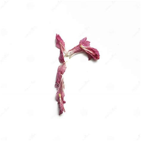 Alphabet Made Of Peony Petals Letter R Layout For Design Stock Image