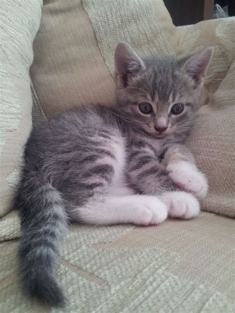 Mixed Breed Kittens For Sale Pets4homes Grey Tabby Cats Grey Tabby