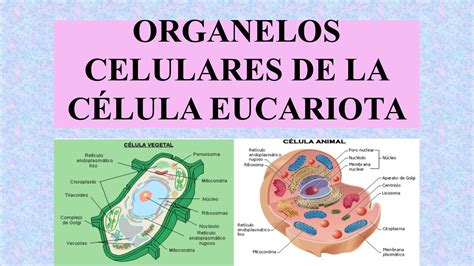 Calam O Organelos Celulares De La C Lula Eucariota