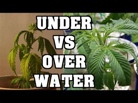 What Does An Overwatered Prayer Plant Look Like - Prayer Plant Moisture Meter Level