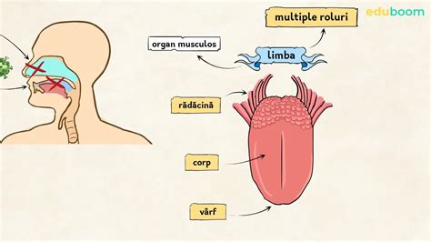 Limba și Simțul Gustului Biologie Clasa A 9 A