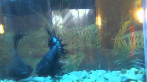 Black Orchid Crowntail Betta Youtube