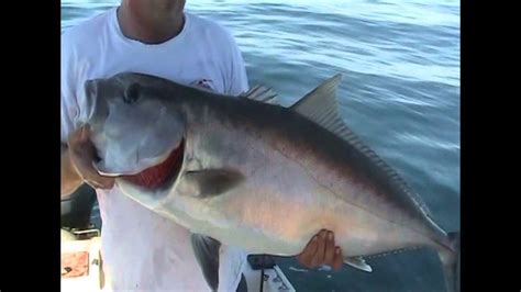 Big Amberjack And Seabass On The Flymp4 Youtube