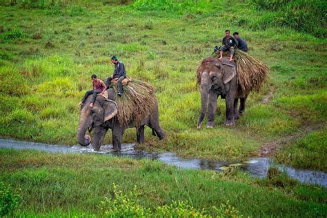 5 Historical Facts About Nepal S Chitwan National Park Travel Talk