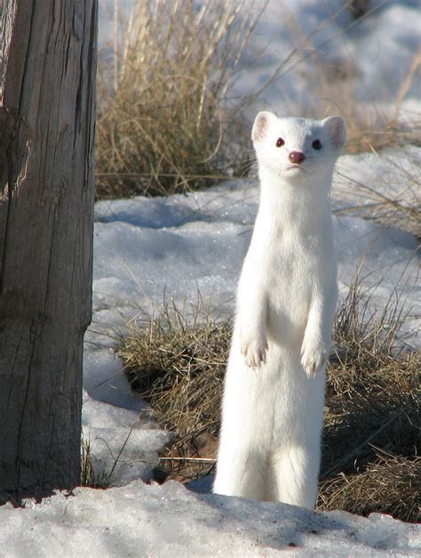 The Slippery Weasel Society
