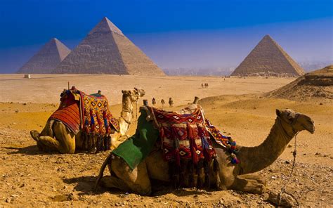 camels resting in the desert and pyramids wallpaper download 2880x1800