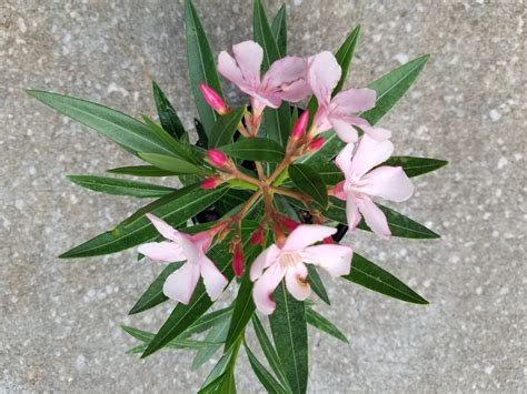 Nerium Oleander Petite Pink Live Plant Aka Kaner Flowering Etsy