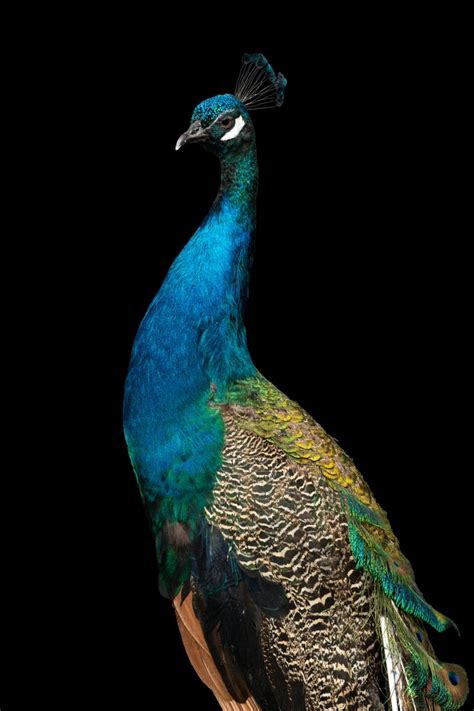Indian Blue Peacock At 1stdibs