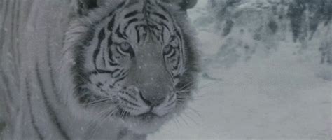 Amazing Animated White Tiger  Images At Best Animations